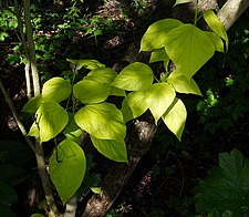 Catalpa bignonioides Aurea B.jpg