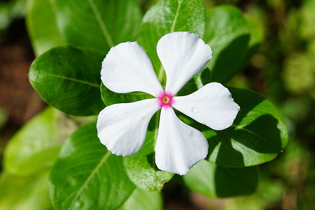 Na fllor de pèrvenche de Madagascâr (Catharanthus roseus). (veré dèfenicion 4 240 × 2 832*)