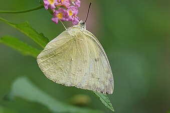 Catopsilia pomona 'crocale' male f. alcmeone