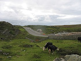 Cattle grazing within a hut circle above Porth Dafarch - geograph.org.uk - 1441503.jpg