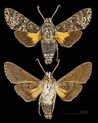 <i>Cautethia</i> Genus of moths