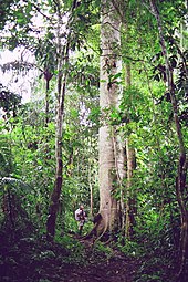 A Ceiba tree makes Darien Gap crosser Gustavo Ross look tiny in comparison. Ceibas were considered sacred trees by ancient Mayan cultures.
