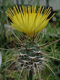 Centaurea күкірті