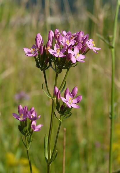 File:Centaurium erythraea 050708.jpg