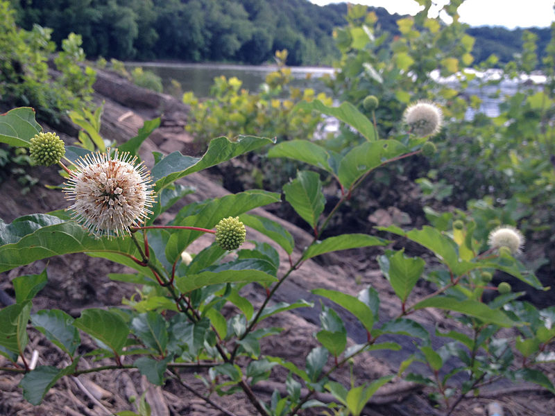 File:Cephalanthus occidentalis - Buttonbush 2.jpg