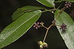 Miniatura para Cephalaralia cephalobotrys