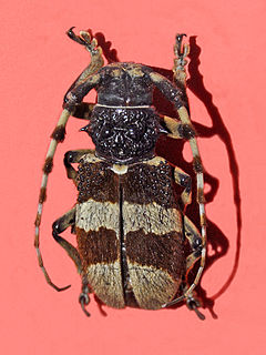 <i>Arctolamia fasciata</i> species of beetle