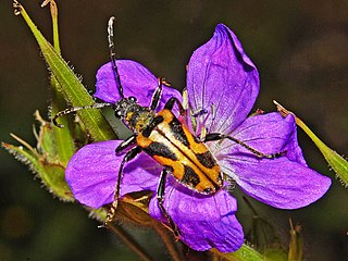 <i>Brachyta interrogationis</i> Species of beetle