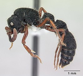 Cerapachys crawleyi