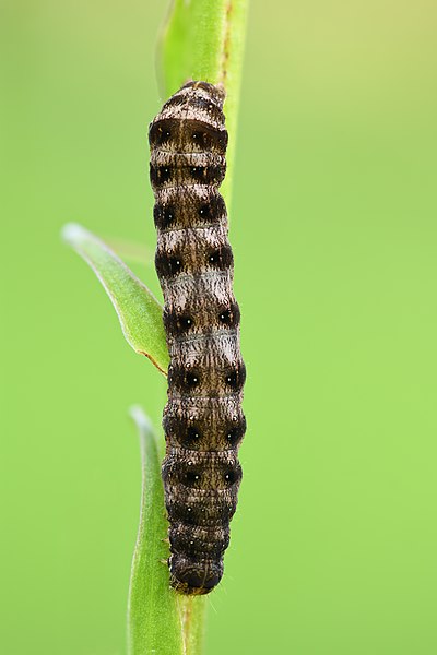 File:Cerastis rubricosa caterpillar (dorsal view) - Keila.jpg