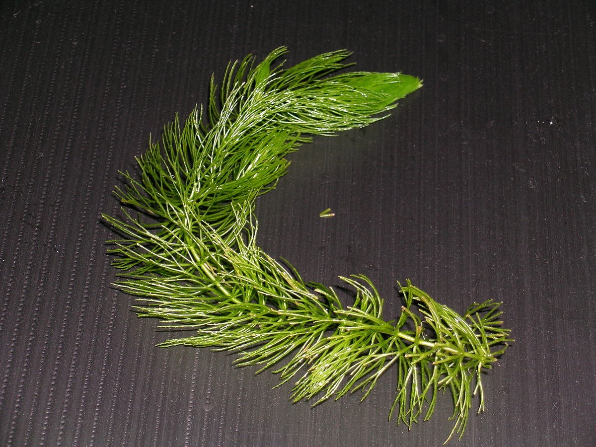金魚藻 Wikipedia
