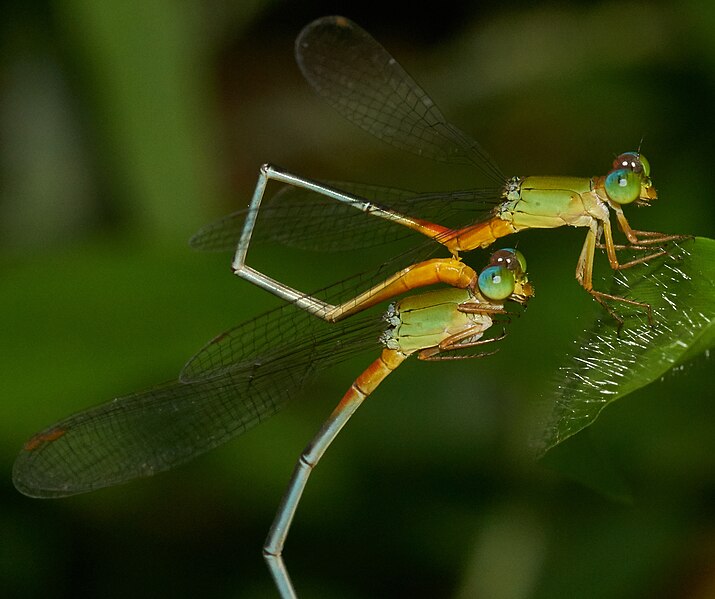 File:Ceriagrion cerinorubellum-Kadavoor-2016-04-11-002 (cropped).jpg