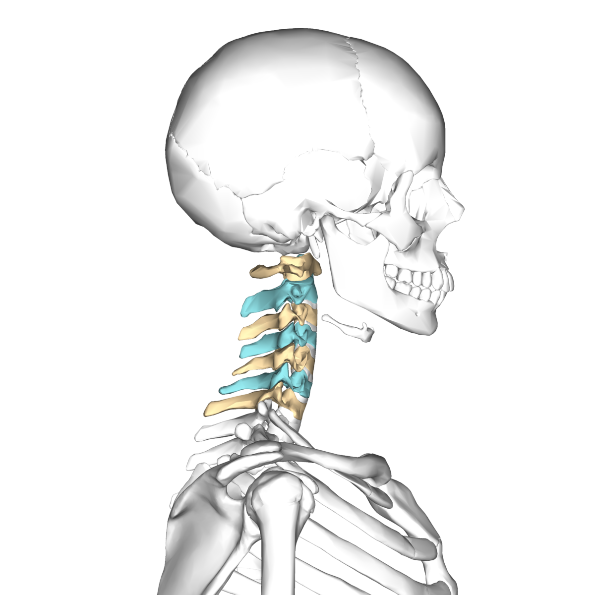 Cervical vertebrae - Wikipedia