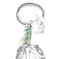 Cervical vertebrae lateral3.png