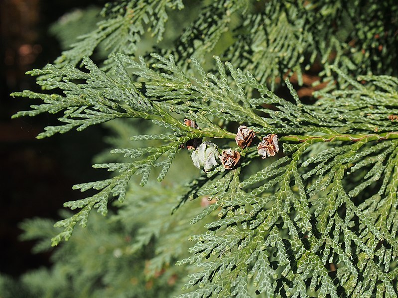 File:Chamaecyparis lawsoniana 'Alumii' Cyprysik Lawsona 2019-10-26 01.jpg