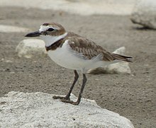 Charadrius wilsonia 070430 GWADA.jpg