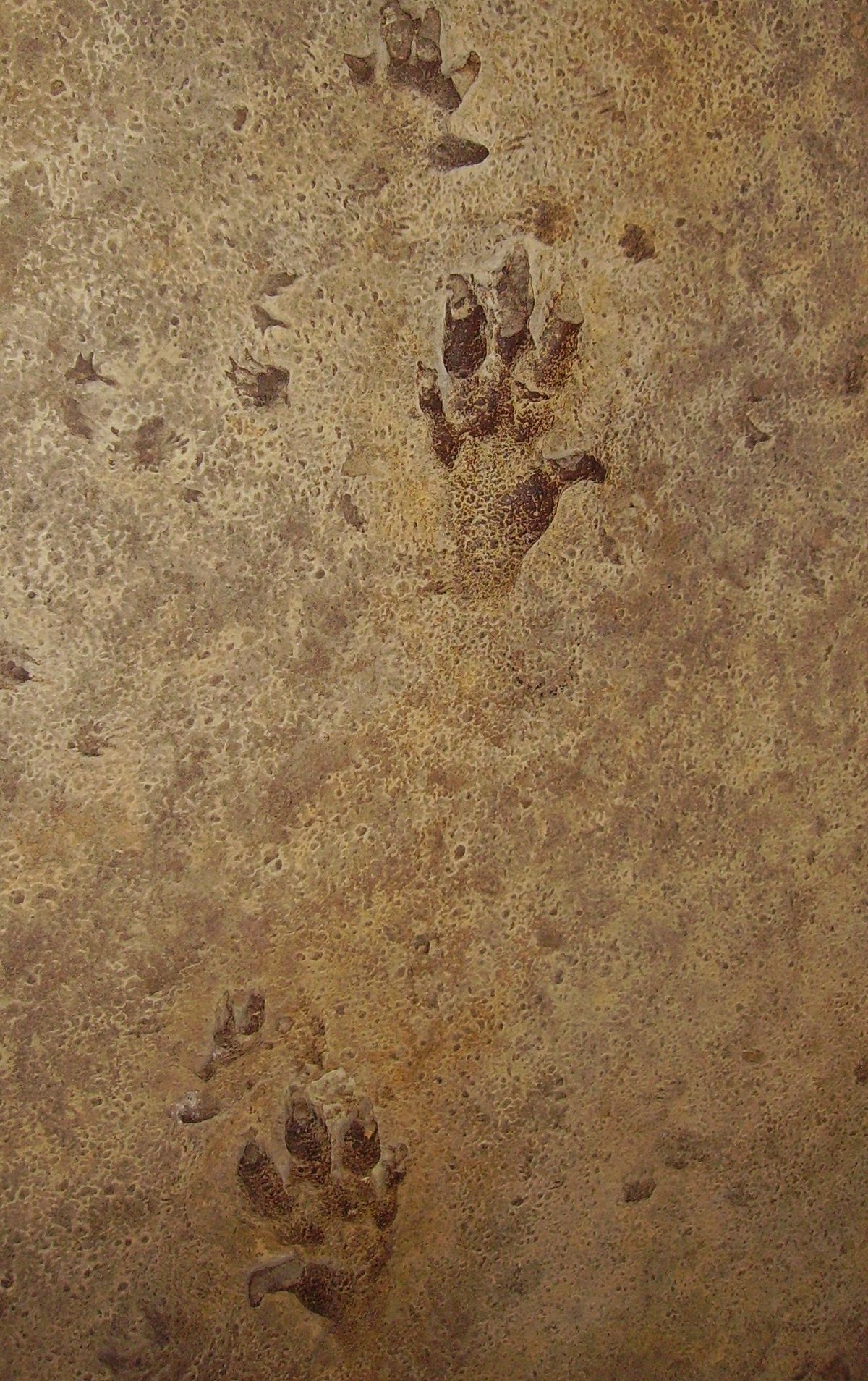 dinosaur trace fossils