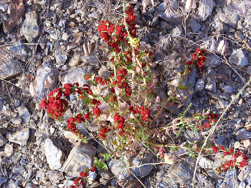 File:Chenopodium foliosum Habitus 2010-7-17 JardinBotanicoHoyadePedraza.jpg