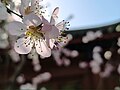 北京大學燕南園的櫻花