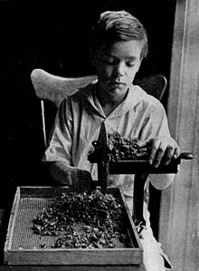 A child slicing Swiss chard leaves prior to drying them on the stove or sun drier, Switzerland, 1917 Child Slicing Leaves NGM-v31-p476-A.jpg