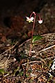 Chimaphila umbellata