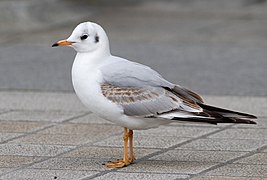 Juvénile en premier plumage d'hiver