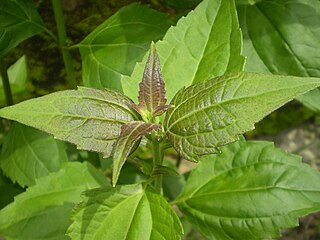 <i>Chromolaena odorata</i> species of plant