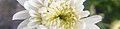 Chrysanthemum x grandiflorum (white) wv uspg.jpg