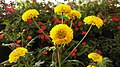 Flowers of Chrysanthemum plant
