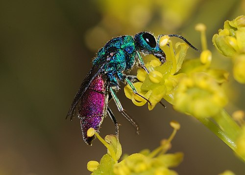 7 осе. Оса блестянка Огненная. Оса-блестянка пурпуровая. Chrysis ignita. Оса блестянка огневая.