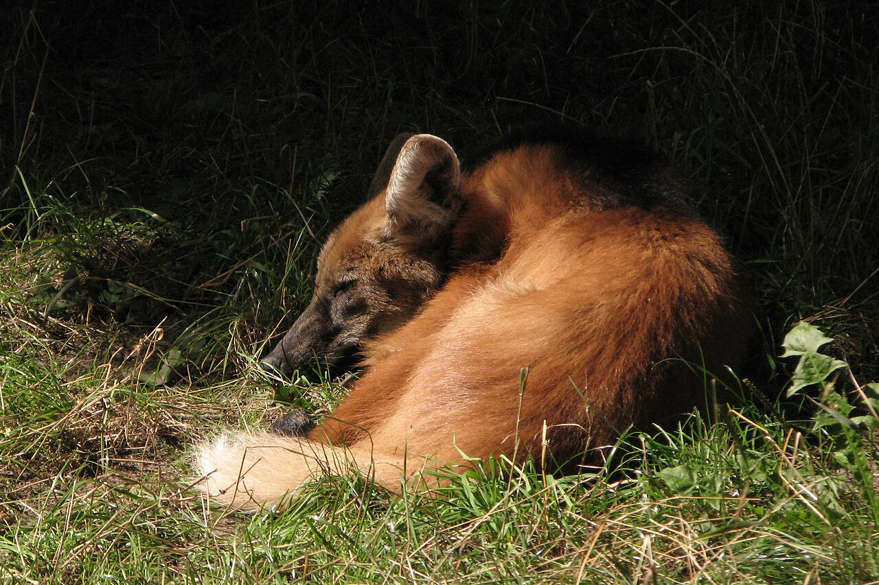 Chrysocyon brachyurus Oliwa.JPG