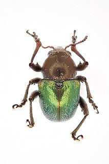 <i>Pseudocolaspis</i> Genus of leaf beetles from Africa