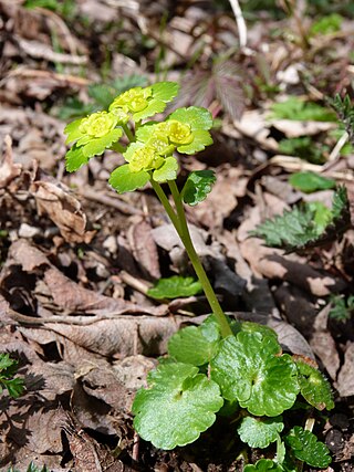 <i>Chrysosplenium alternifolium</i> Species of flowering plant