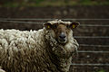 Čeština: Ovce na louce v Červeném dvoře u Chvalšin, Jihočeský kraj English: A sheep at a meadow in Červený dvůr, near Chvalšiny, South Bohemian Region, CZ