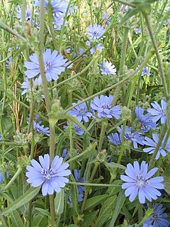 Description de l'image Cichorium pumilum.jpg.