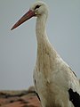 Ciconia ciconia Robledo de Fenar (Matallana de Torío)