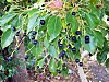 Cinnamomum camphora Turramurra rail.jpg