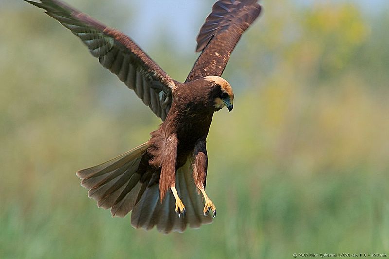 File:Circus aeruginosus juvenile Torrile.jpg