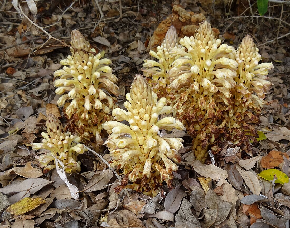 Cistanche tubulosa