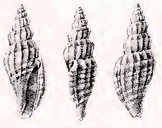 <i>Citharomangelia africana</i> Species of gastropod