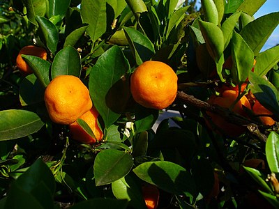 x Citrofortunella mitis Fruits