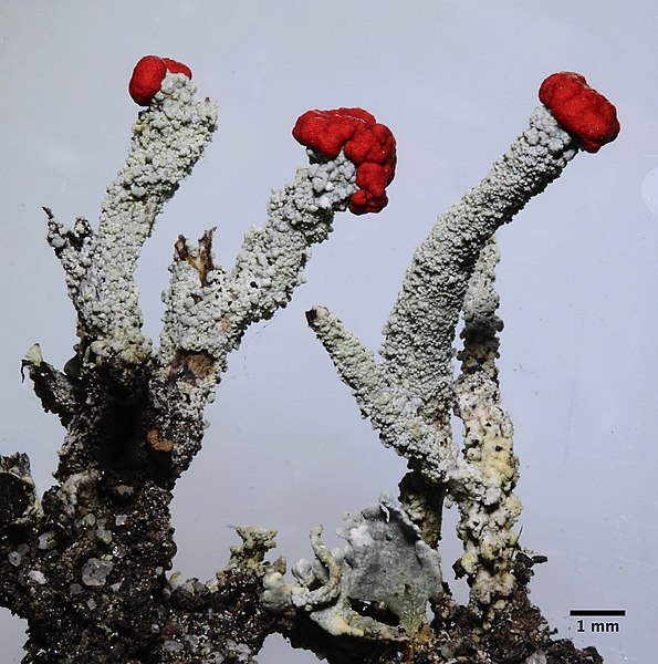 File:Cladonia macilenta 1475596.jpg