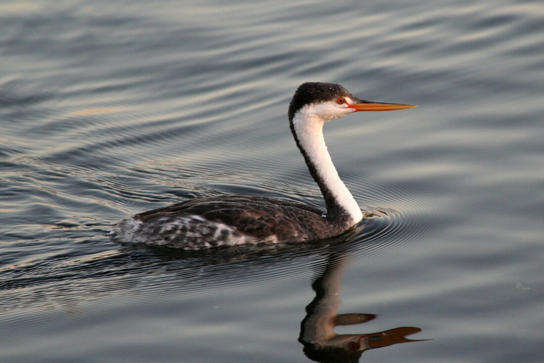 Aechmophorus clarkii