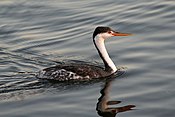 Grebe2.jpg de Clark