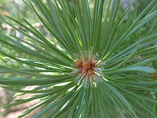 Aiguilles de pin sylvestre