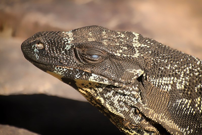 File:Close up of Lace monitor in Healesville Sanctuary, Victoria, Australia.jpg