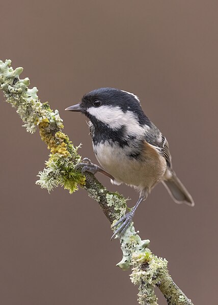 File:Coal tit - Parus ater - Flickr - cazalegg.jpg