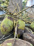 Miniatuur voor Bestand:Coconut in ground.jpg