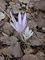 Colchicum troodi troodi Israel - Upper Galilee