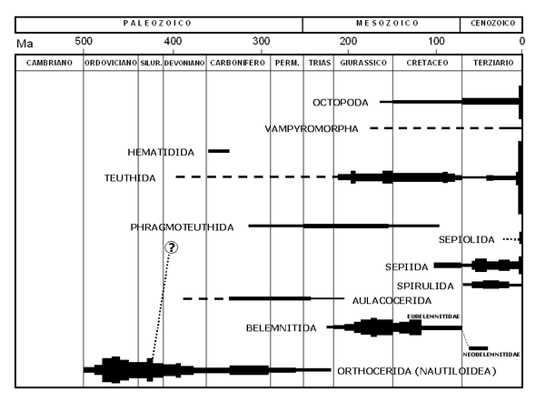 Distribuzione stratigrafica dei principali gruppi tassonomici dei Coleoidea.